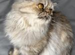 SP14 Toffee Dilute Tortoishell Tabby - Persian Kitten For Sale - Lacey&comma; WA&comma; US