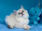 Pumpkin - Siberian Kitten For Sale - Miami&comma; FL&comma; US