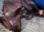Coal - Sphynx Kitten For Sale - Hemet&comma; CA&comma; US
