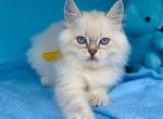 Biscuit - Siberian Kitten For Sale - Miami&comma; FL&comma; US