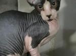 Pixie Bicolor Male - Sphynx Kitten For Sale - 