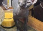 Pixie Female - Sphynx Kitten For Sale - Fort Worth&comma; TX&comma; US