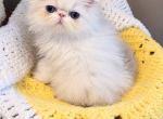 Adorable kittys available - Himalayan Kitten For Sale - Fort Loudon&comma; PA&comma; US