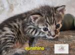Miss Sunshine - Savannah Kitten For Sale - Lakeland&comma; FL&comma; US