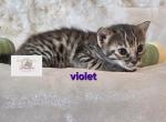 Miss Violet - Savannah Kitten For Sale - Lakeland&comma; FL&comma; US
