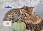 Mr Sailor - Savannah Kitten For Sale - Lakeland&comma; FL&comma; US