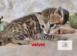 Miss Velvet - Savannah Kitten For Sale - Lakeland&comma; FL&comma; US