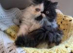 Persian kittens - Persian Kitten For Sale - Fort Loudon&comma; PA&comma; US