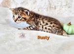 Mr Rusty - Savannah Kitten For Sale - Lakeland&comma; FL&comma; US