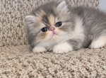 Dilute calico persian - Persian Kitten For Sale - Fort Loudon&comma; PA&comma; US