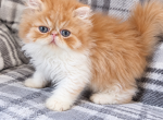 Red and white persian kitty - Persian Kitten For Sale - Fort Loudon&comma; PA&comma; US