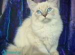 Filya - Siberian Kitten For Sale - Pembroke Pines&comma; FL&comma; US