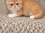 Red and white exotic shorthair persian - Exotic Kitten For Sale - Fort Loudon&comma; PA&comma; US