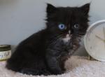 Midnight - Minuet Kitten For Sale - Capon Bridge&comma; WV&comma; US