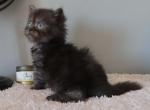 Ada - Minuet Kitten For Sale - Capon Bridge&comma; WV&comma; US