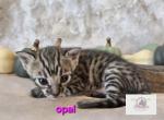 Miss Opal - Savannah Kitten For Sale - Lakeland&comma; FL&comma; US