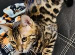 TRUFFLES - Bengal Kitten For Sale - 