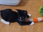 Little Ballerina - Manx Kitten For Adoption - Commerce&comma; TX&comma; US
