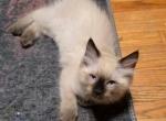 Ragamese - Ragdoll Kitten For Sale - Golden Valley&comma; MN&comma; US