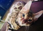 GETO - Bengal Kitten For Sale - 