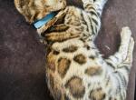 GETO - Bengal Kitten For Sale - 