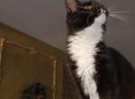 Charlotte - Maine Coon Kitten For Sale - Gpo&comma; NY&comma; US