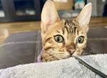 MAKI - Bengal Kitten For Sale - 