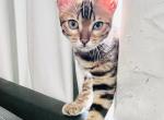 MAKI - Bengal Kitten For Sale - 