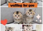 Sweet baby - Scottish Fold Kitten For Sale - Edgewood&comma; WA&comma; US