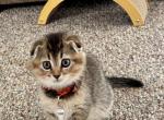 Beml - Scottish Fold Kitten For Sale - Bradenton&comma; FL&comma; US