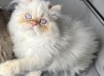 CFA FLAME POINT CREAM DOLL FACE ROS 22 - Himalayan Kitten For Sale - Lacey&comma; WA&comma; US