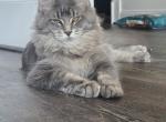 SAPPHIRE - Maine Coon Kitten For Sale - Clayton&comma; NC&comma; US