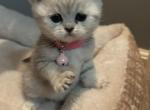 Silver Chinchilla British Shorthair - British Shorthair Kitten For Sale - Piper City&comma; IL&comma; US