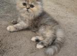 Nirvana - Persian Kitten For Sale - NJ&comma; US