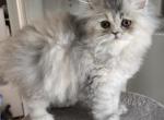 Pinkface - Persian Kitten For Sale - NJ&comma; US
