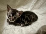 Charcoal Male Mikuni - Bengal Kitten For Sale - 