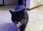 Lilah - American Longhair Cat For Adoption - Hammond&comma; LA&comma; US