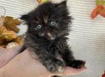 Tori - Persian Kitten For Sale - Myakka City&comma; FL&comma; US