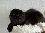 Coco Chanel Scottish Fold - Scottish Fold Kitten For Sale - 