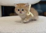 Golden British Shorthair girl - British Shorthair Kitten For Sale - City Of Spokane Valley&comma; WA&comma; US