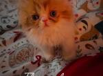 My Adorable Persian Boy - Persian Kitten For Sale - Brooklyn&comma; NY&comma; US