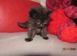kittens deposit - Ragdoll Kitten For Sale - Beckley&comma; WV&comma; US