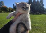 Fancy - Scottish Straight Kitten For Sale - Tacoma&comma; WA&comma; US