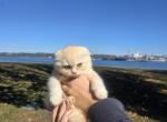 Joe - Scottish Fold Kitten For Sale - Tacoma&comma; WA&comma; US