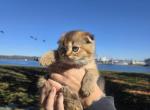Jr Gucci - Scottish Fold Kitten For Sale - Tacoma&comma; WA&comma; US