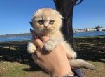 Max - Scottish Fold Kitten For Sale - Tacoma&comma; WA&comma; US