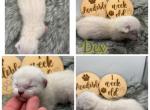Dex - Bengal Kitten For Sale - ME&comma; US