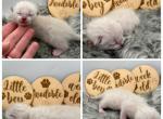 Remy - Bengal Kitten For Sale - ME&comma; US