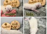 Helix - Bengal Kitten For Sale - ME&comma; US