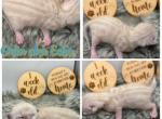 Echo - Bengal Kitten For Sale - ME&comma; US